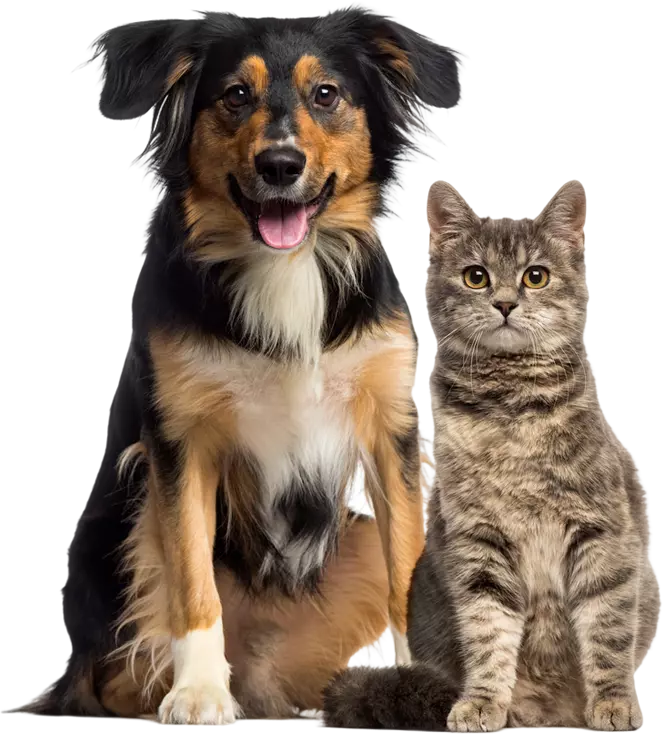 Cachorro e gato sentados lado a lado