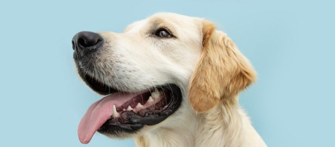 Portrait golden retriever puppy dog showing teeth and tongue looking away. Isolated on blue background